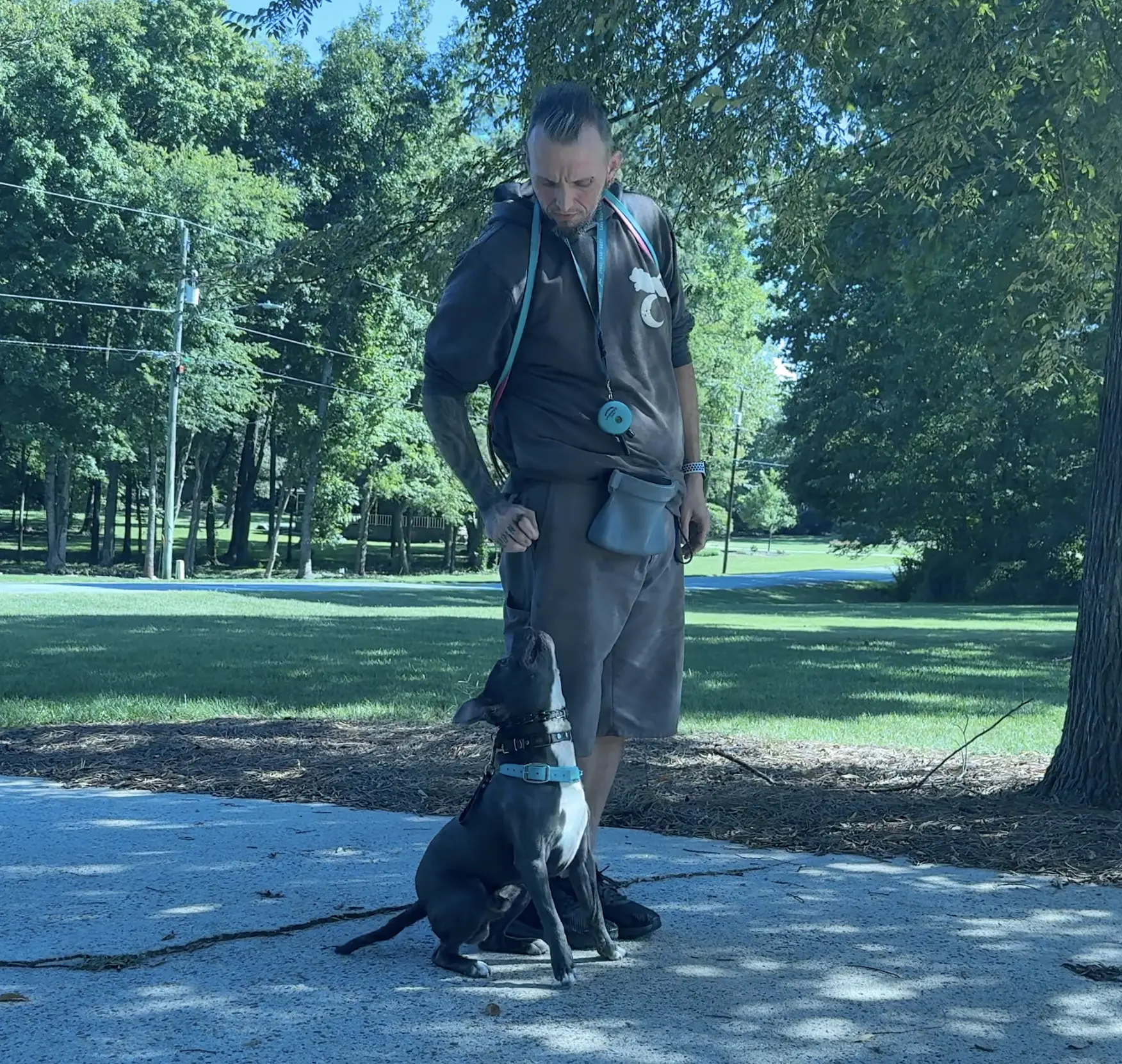 Achilles in training at Lost Boys K9 Academy