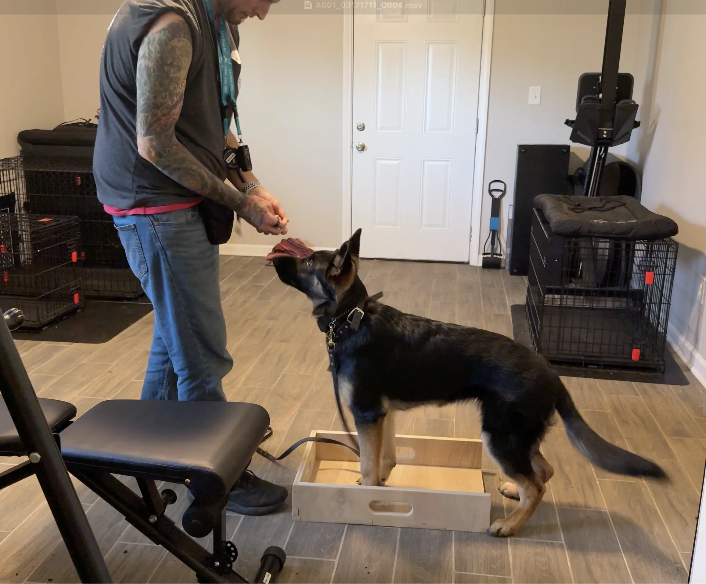 Nala before training